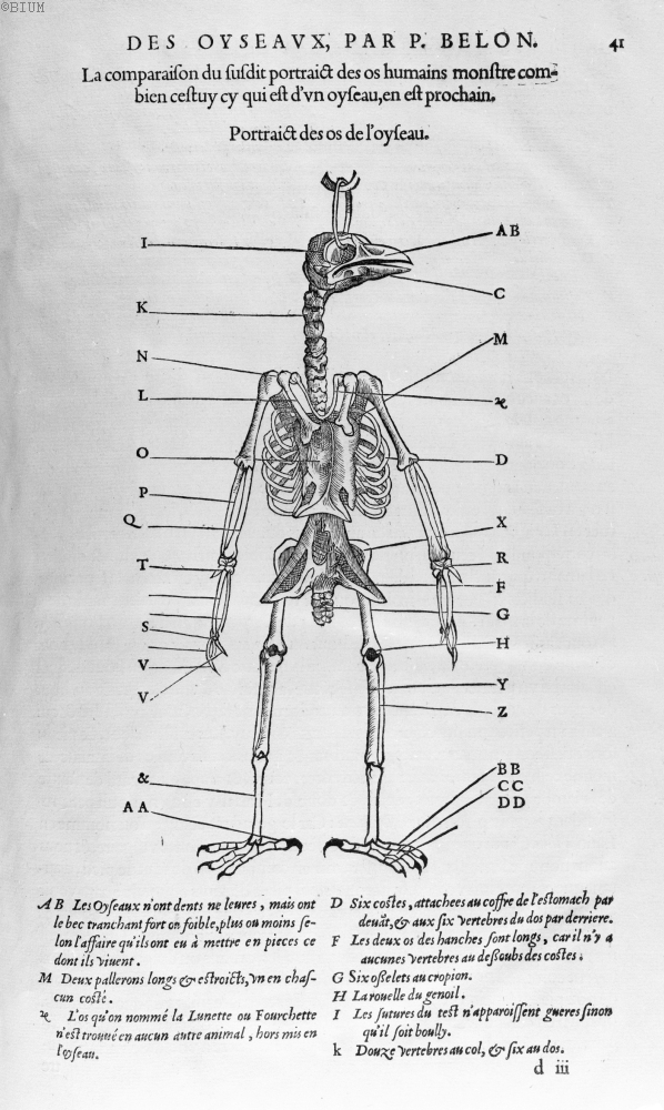 Portraict des os de l'oyseau - In L'Histoire de la nature des oyseaux, P. Belon, 1555