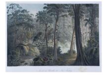 Vista detalhada da mata...