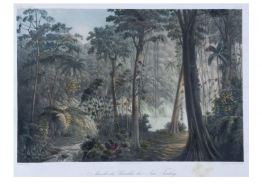 Vista_detalhada_da_mata Vista detalhada da mata...