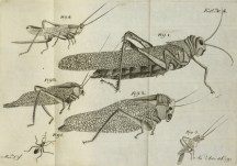 Insetos que atacam... 