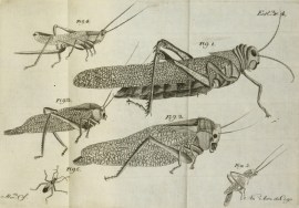 Insetos que atacam...