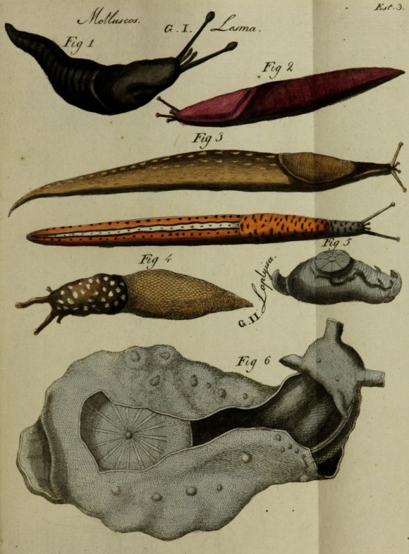 Molluscos. Lesma. ...