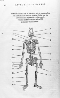 Portraict de l'amas des os humains - L'histoire de la nature des oiseaux