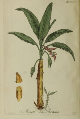Musa do paraiso (Bananeira da Terra). Viana, Manuel Luís Rodrigues, 1770-? . Parte de Alographia dos Alkalis fixos Vegetal ou Potassa, Mineral ou Soda e dos seus nitratos, segundo as melhores memorias estrangeiras, que se tem escripto a este assumpto (Estampa 13). Acervo da Brasiliana Digital.
