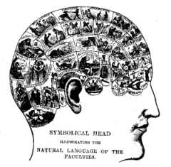 Diagrama em: Samuel R. Wells. How To Read Character: A New Illustrated Handbook Of Phrenology And Physiognomy, For Students And Examiners; With A Descriptive Chart. Fowles & Wells: New York, 1873. hpp://commons.wikimedia.org/wiki/File:Phrenologychart.png; Domínio Público.